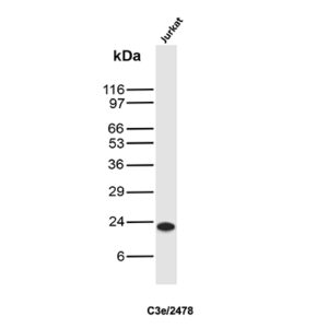 CD3e Antibody in Western Blot (WB)