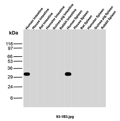 Western blot analysis of Human Intestine, Mouse Intestine, Rat Intestine, Hamster Intestine, Guinea pig Intestine, Rabbit Intestine, Human Spleen, Mouse Spleen, Rat Spleen, Hamster Spleen, Guinea pig Spleen and Rabbit Spleen tissue lysates using CD20 Mouse Monoclonal Antibody (93-1B3). CD20 Antibody in Western Blot (WB)