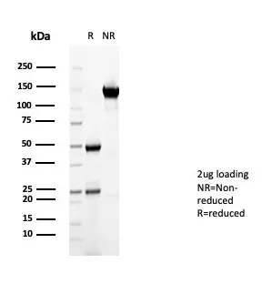 CD36 Antibody in SDS-PAGE