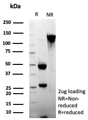 CLEC9A Antibody in SDS-PAGE.