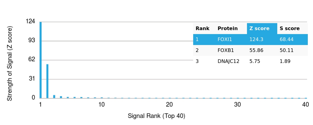 Analysis of HuProtâ„¢ Protein Array (21,000+ full-length human proteins) with FOXI1 Mouse Monoclonal Antibody (PCRP-FOXI1-1F8).
Z-score: Signal strength (in SD above the mean) of antibody binding to each protein.
S-score: Difference in Z-scores between the top target and the next best hit, indicating relative specificity.
An antibody is considered specific if S ≥ 2.5. Example: Binding to protein X (Z = 43) vs protein Y (Z = 14) → S = 29. FOXI1 Antibody in Human Protein Array (HuProt) Analysis