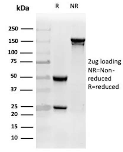 Clusterin Antibody in SDS-PAGE.