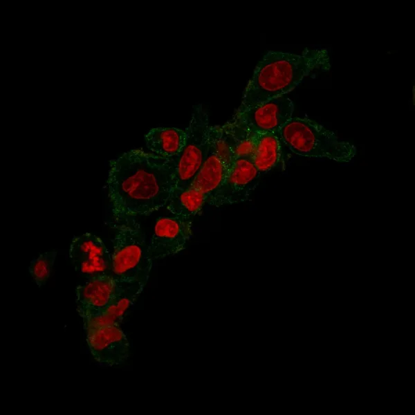 HER2 Antibody in Immunofluorescence (IF)