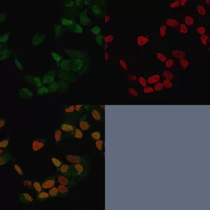 Estrogen Receptor Alpha Antibody in Immunofluorescence (IF).
