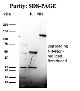 IRF3 Antibody in SDS-PAGE