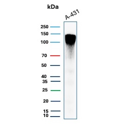 Western Blot Analysis of A-431 cell lysate using MCM2 Recombinant Rabbit Monoclonal Antibody (MCM2/12969R). MCM2 Antibody in Western Blot (WB)