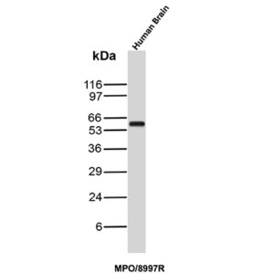 Myeloperoxidase / MPO Antibody in Western Blot (WB)
