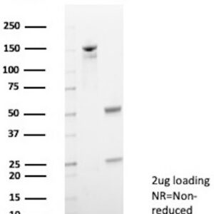 MPZ Antibody in SDS-PAGE