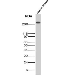 SM-MHC Antibody in Western Blot (WB)