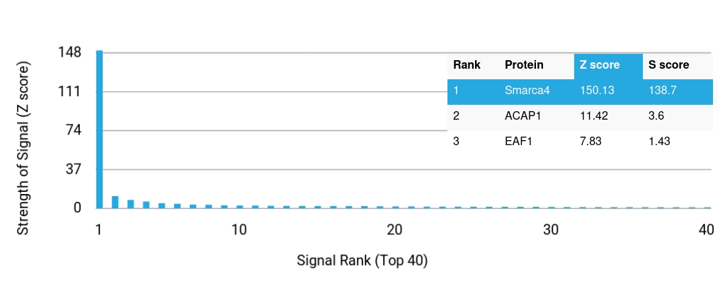 Analysis of HuProt™ Protein Array (21,000+ full-length human proteins) with BRG1 / SMARCA4 Recombinant Rabbit Monoclonal Antibody (BRG1/8805R).
Z-score: Signal strength (in SD above the mean) of antibody binding to each protein.
S-score: Difference in Z-scores between the top target and the next best hit, indicating relative specificity.
An antibody is considered specific if S ≥ 2.5. Example: Binding to protein X (Z = 43) vs protein Y (Z = 14) → S = 29. BRG1 / SMARCA4 Antibody in Human Protein Array (HuProt) Analysis