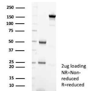 XRCC5Antibody in SDS-PAGE