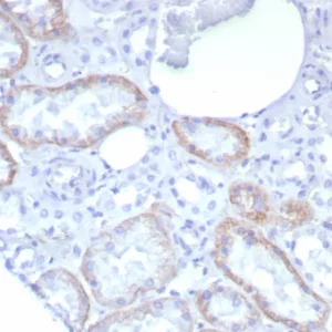 Formalin-fixed, paraffin-embedded human kidney stained with N-Cadherin Recombinant Mouse Monoclonal Antibody (rCDH2/8291). HIER: Tris/EDTA, pH9.0, 45min. 2°C: HRP-polymer, 30min. DAB, 5min.