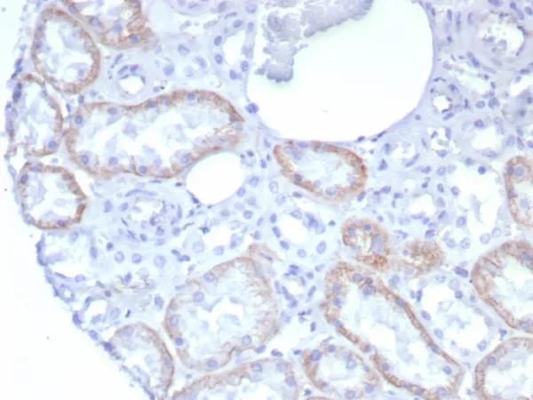 Formalin-fixed, paraffin-embedded human kidney stained with N-Cadherin Recombinant Mouse Monoclonal Antibody (rCDH2/8291). HIER: Tris/EDTA, pH9.0, 45min. 2°C: HRP-polymer, 30min. DAB, 5min.