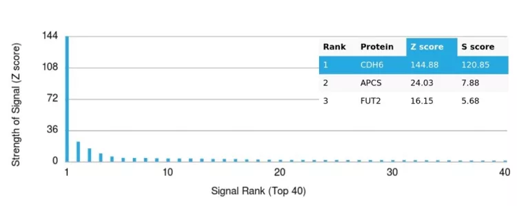Analysis of Protein Array containing more than 19,000 full-length human proteins using Cadherin 6 (CDH6) Mouse Monoclonal Antibody (CDH6/3191). Z- and S- Score: The Z-score represents the strength of a signal that a monoclonal antibody (MAb) (in combination with a fluorescently-tagged anti-IgG secondary antibody) produces when binding to a particular protein on the HuProtTM array. Z-scores are described in units of standard deviations (SD's) above the mean value of all signals generated on that array. If targets on HuProtTM are arranged in descending order of the Z-score, the S-score is the difference (also in units of SD's) between the Z-score. S-score therefore represents the relative target specificity of a MAb to its intended target. A MAb is considered to specific to its intended target, if the MAb has an S-score of at least 2.5. For example, if a MAb binds to protein X with a Z-score of 43 and to protein Y with a Z-score of 14, then the S-score for the binding of that MAb to protein X is equal to 29. Cadherin-6 (CDH6) / K-Cadherin Antibody - Image 3