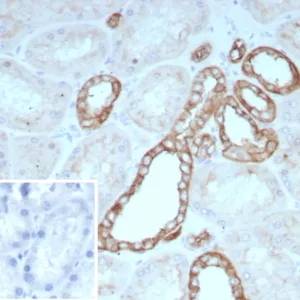 Formalin-fixed, paraffin-embedded human kidney stained with Occludin Recombinant Mouse Monoclonal Antibody (rOCLN/8776). Inset: PBS instead of primary antibody; secondary only negative control.