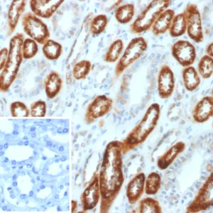 Formalin-fixed, paraffin-embedded human kidney stained with Occludin Mouse Monoclonal Antibody (OCLN/2182). Inset: PBS instead of primary antibody; secondary only negative control.