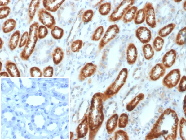 Formalin-fixed, paraffin-embedded human kidney stained with Occludin Mouse Monoclonal Antibody (OCLN/2182). Inset: PBS instead of primary antibody; secondary only negative control.