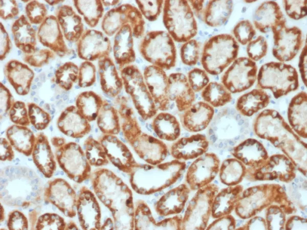 Formalin-fixed, paraffin-embedded human kidney stained with Occludin Mouse Monoclonal Antibody (OCLN/2182). HIER: Tris/EDTA, pH9.0, 45min. 2°C: HRP-polymer, 30min. DAB, 5min.