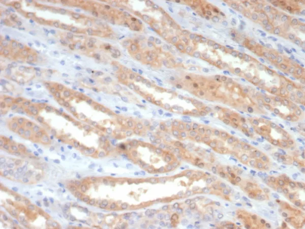 Formalin-fixed, paraffin-embedded human kidney stained with Occludin Mouse Monoclonal Antibody (OCLN/2182). HIER: Tris/EDTA, pH9.0, 45min. 2°C: HRP-polymer, 30min. DAB, 5min.