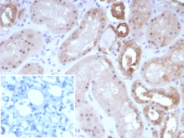 Formalin-fixed, paraffin-embedded human kidney stained with Occludin Recombinant Mouse Monoclonal Antibody (rOCLN/8525). Inset: PBS instead of primary antibody; secondary only negative control.