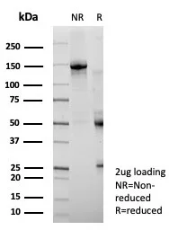 SDS-PAGE Analysis of Purified Occludin Recombinant Rabbit Monoclonal Antibody (OCLN/8526R). Confirmation of Purity and Integrity of Antibody.