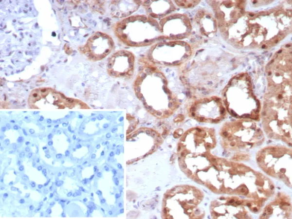 Formalin-fixed, paraffin-embedded human kidney stained with Occludin Recombinant Rabbit Monoclonal Antibody (OCLN/8526R). Inset: PBS instead of primary antibody; secondary only negative control.