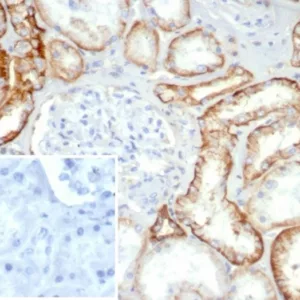 IHC analysis of formalin-fixed, paraffin-embedded normal human kidney. Stained using rCDH16/7343 at 2ug/ml in PBS for 30min RT. Inset: PBS instead of primary antibody; secondary only negative control.