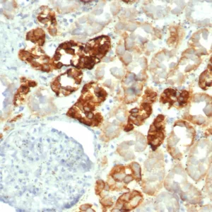 Formalin-fixed, paraffin-embedded human kidney stained with CDH16 Mouse Monoclonal Antibody (CDH16/2449). HIER: Tris/EDTA, pH9.0, 45min. 2°C: HRP-polymer, 30min. DAB, 5min.