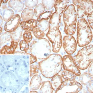IHC analysis of formalin-fixed, paraffin-embedded human kidney. Stained using CDH16/8800R at 2ug/ml in PBS for 30min RT. Inset: PBS instead of primary antibody; secondary only negative control.