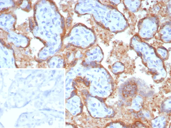 Formalin-fixed, paraffin-embedded human placenta stained with Epstein-Barr virus induced 3 Mouse Monoclonal Antibody (EBI3/8906). Inset: PBS instead of primary antibody; secondary only negative control.