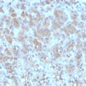 Formalin-fixed, paraffin-embedded human adrenal gland stained with Purified Periostin (POSTN) Mouse Monoclonal Antibody (POSTN/3502).