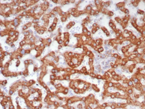 Formalin-fixed, paraffin-embedded human liver stained with ADH1L1 Mouse Monoclonal Antibody (ALDH1L1/7701). HIER: Tris/EDTA, pH9.0, 45min. 2°C: HRP-polymer, 30min. DAB, 5min.