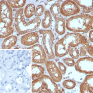 Formalin-fixed, paraffin-embedded human kidney stained with ADH1L1 Mouse Monoclonal Antibody (ALDH1L1/7958). Inset: PBS instead of primary antibody; secondary only negative control.
