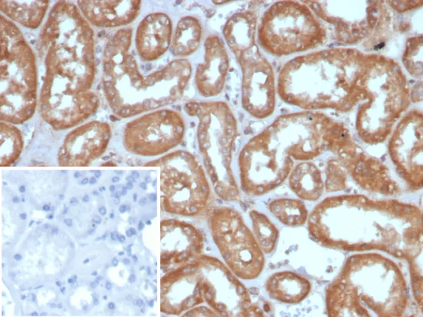 Formalin-fixed, paraffin-embedded human kidney stained with ADH1L1 Mouse Monoclonal Antibody (ALDH1L1/7958). Inset: PBS instead of primary antibody; secondary only negative control.