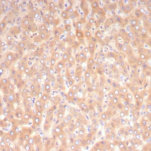 Formalin-fixed, paraffin-embedded human liver stained with ADH1L1 Mouse Monoclonal Antibody (ALDH1L1/7968). HIER: Tris/EDTA, pH9.0, 45min. 2°C: HRP-polymer, 30min. DAB, 5min.