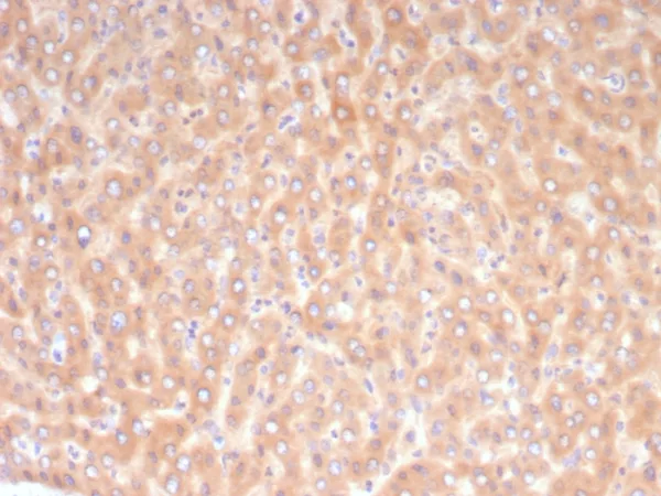 Formalin-fixed, paraffin-embedded human liver stained with ADH1L1 Mouse Monoclonal Antibody (ALDH1L1/7968). HIER: Tris/EDTA, pH9.0, 45min. 2°C: HRP-polymer, 30min. DAB, 5min.
