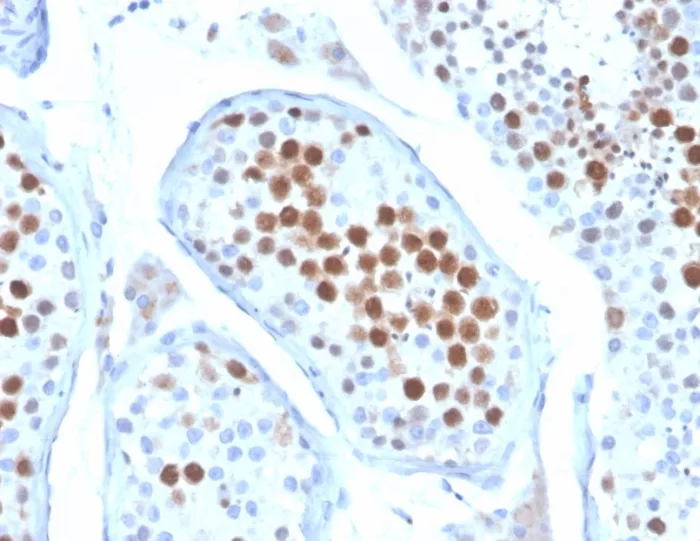 Formalin-fixed, paraffin-embedded human testis stained with KIF2C Mouse Monoclonal Antibody (KIF2C/6522) at 2ug/ml. HIER: Tris/EDTA, pH9.0, 45min. 2°C: HRP-polymer, 30min. DAB, 5min. KIF2C (Kinesin Family Member 2C) / MCAK Antibody - Image 2