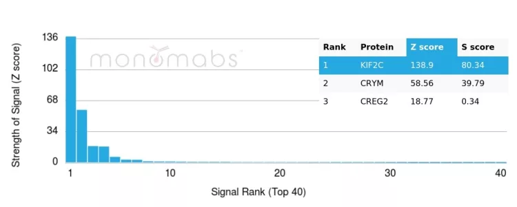 Analysis of Protein Array containing more than 19,000 full-length human proteins using KIF2C / MCAK Mouse Monoclonal Antibody (KIF2C/6522). Z- and S- Score: The Z-score represents the strength of a signal that a monoclonal antibody (MAb) (in combination with a fluorescently-tagged anti-IgG secondary antibody) produces when binding to a particular protein on the HuProtTM array. Z-scores are described in units of standard deviations (SD's) above the mean value of all signals generated on that array. If targets on HuProtTM are arranged in descending order of the Z-score, the S-score is the difference (also in units of SD's) between the Z-score. S-score therefore represents the relative target specificity of a MAb to its intended target. A MAb is considered to specific to its intended target, if the MAb has an S-score of at least 2.5. For example, if a MAb binds to protein X with a Z-score of 43 and to protein Y with a Z-score of 14, then the S-score for the binding of that MAb to protein X is equal to 29. KIF2C (Kinesin Family Member 2C) / MCAK Antibody - Image 4