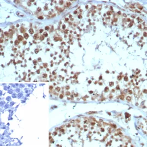 Formalin-fixed, paraffin-embedded human testis stained with KIF2C Mouse Monoclonal Antibody (KIF2C/4705) at 2ug/ml. Inset: PBS instead of primary antibody; secondary only negative control.