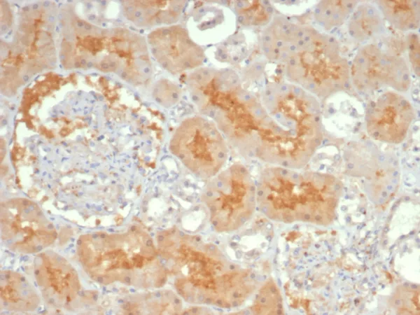 Formalin-fixed, paraffin-embedded human kidney stained with ADCY8 Mouse Monoclonal Antibody (ADCY8/7341). HIER: Tris/EDTA, pH9.0, 45min. 2°C: HRP-polymer, 30min. DAB, 5min.