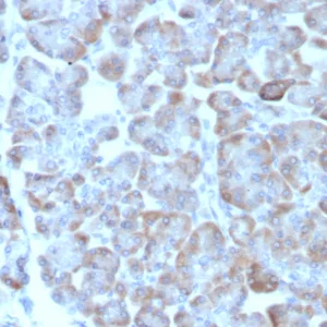 Formalin-fixed, paraffin-embedded human salivary gland stained with ADCY8 Mouse Monoclonal Antibody (ADCY8/7573). HIER: Tris/EDTA, pH9.0, 45min. 2°C: HRP-polymer, 30min. DAB, 5min.