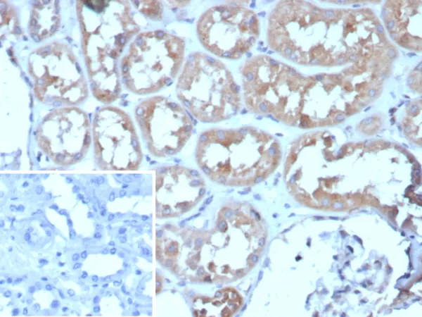 Formalin-fixed, paraffin-embedded human kidney stained with ADCY8 Mouse Monoclonal Antibody (ADCY8/7573). Inset: PBS instead of primary antibody; secondary only negative control.