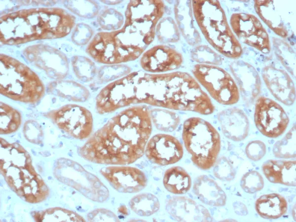 Formalin-fixed, paraffin-embedded human kidney stained with ADCY8 Mouse Monoclonal Antibody (ADCY8/7574). HIER: Tris/EDTA, pH9.0, 45min. 2°C: HRP-polymer, 30min. DAB, 5min.