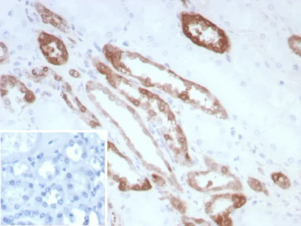 Formalin-fixed, paraffin-embedded human kidney stained with CKBB Recombinant Rabbit Monoclonal Antibody (CKBB/8840R). Inset: PBS instead of primary antibody; secondary only negative control.