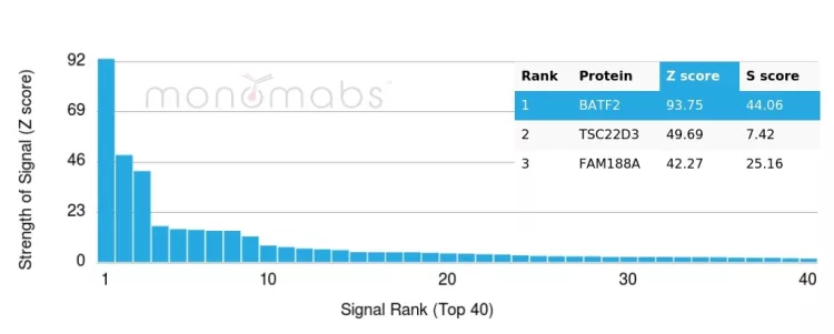 Analysis of Protein Array containing more than 19,000 full-length human proteins using BATF2 Mouse Monoclonal Antibody (PCRP-BATF2-2B9). Z- and S- Score: The Z-score represents the strength of a signal that a monoclonal antibody (MAb) (in combination with a fluorescently-tagged anti-IgG secondary antibody) produces when binding to a particular protein on the HuProtTM array. Z-scores are described in units of standard deviations (SD's) above the mean value of all signals generated on that array. If targets on HuProtTM are arranged in descending order of the Z-score, the S-score is the difference (also in units of SD's) between the Z-score. S-score therefore represents the relative target specificity of a MAb to its intended target. A MAb is considered to specific to its intended target, if the MAb has an S-score of at least 2.5. For example, if a MAb binds to protein X with a Z-score of 43 and to protein Y with a Z-score of 14, then the S-score for the binding of that MAb to protein X is equal to 29. BATF2 / SARI (Transcription Factor) Antibody - Image 4