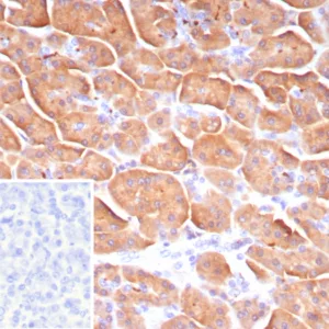 Formalin-fixed, paraffin-embedded human pancreas stained with Colipase / CLPS Mouse Monoclonal Antibody (CLPS/9021). Inset: PBS instead of primary antibody; secondary only negative control.