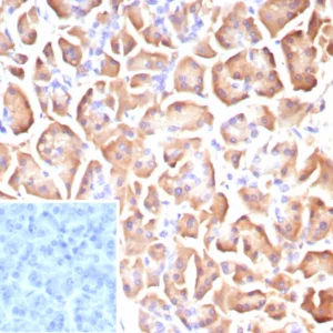 Formalin-fixed, paraffin-embedded human pancreas stained with Colipase / CLPS Mouse Monoclonal Antibody (CLPS/9025). Inset: PBS instead of primary antibody; secondary only negative control.