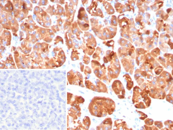 Formalin-fixed, paraffin-embedded human pancreas stained with Colipase / CLPS Mouse Monoclonal Antibody (CLPS/9026). Inset: PBS instead of primary antibody; secondary only negative control.