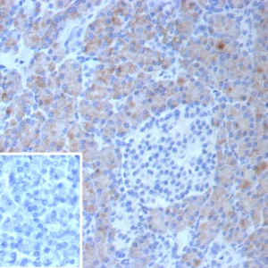 Formalin-fixed, paraffin-embedded human pancreas stained with Colipase / CLPS Mouse Monoclonal Antibody (CLPS/9027). Inset: PBS instead of primary antibody; secondary only negative control.