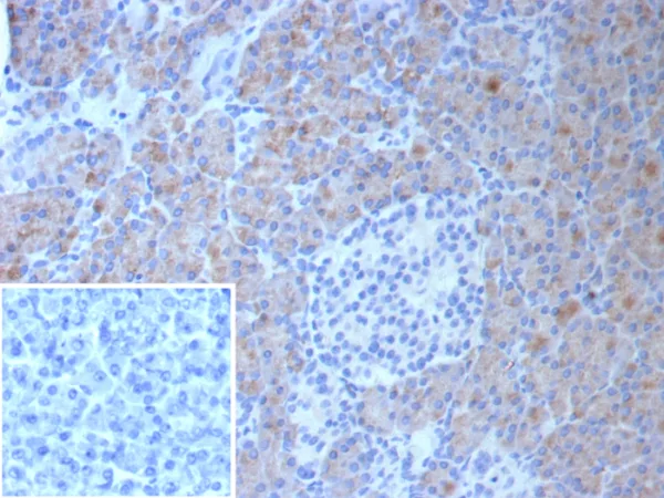 Formalin-fixed, paraffin-embedded human pancreas stained with Colipase / CLPS Mouse Monoclonal Antibody (CLPS/9027). Inset: PBS instead of primary antibody; secondary only negative control.